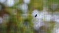 Closeup of a fly on the mesh patterned protective window screen