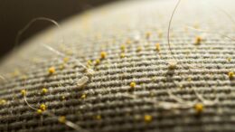 Allergieauslöser Pollen Milben